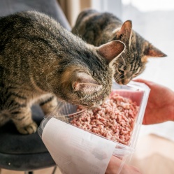 Vepřové maso mleté 500 g