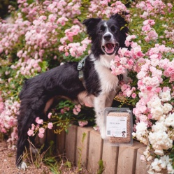 Vepřové maso mleté 500 g