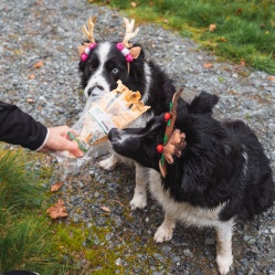 VETAMIX Králičie ucho 4 ks