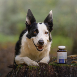 Vetamix vitamíny mobilita pre veľké psy
