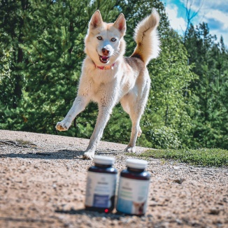 Zdravotné nástrahy u aktívnych psíkov