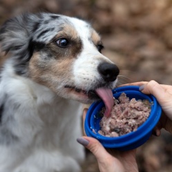 Zverinové paté 850 g