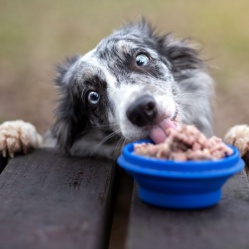 Zverinové paté 850 g