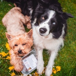 Zvěřinový BARF 500 g