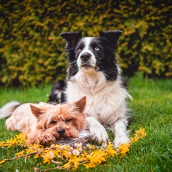 Zvěřinový BARF 500 g